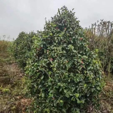 【红花含笑】浙江萧山绿化苗木基地货源/规格多样/量大从优