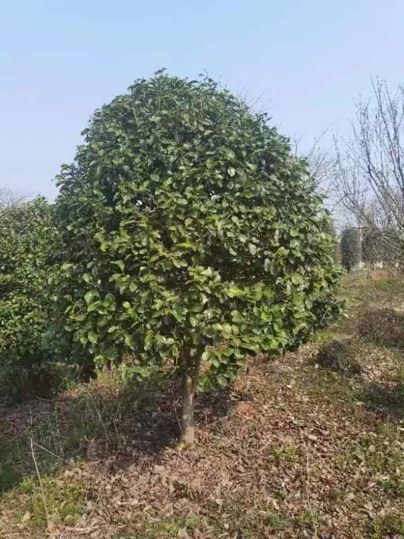 【红花含笑】浙江萧山绿化苗木基地货源/规格多样/量大从优