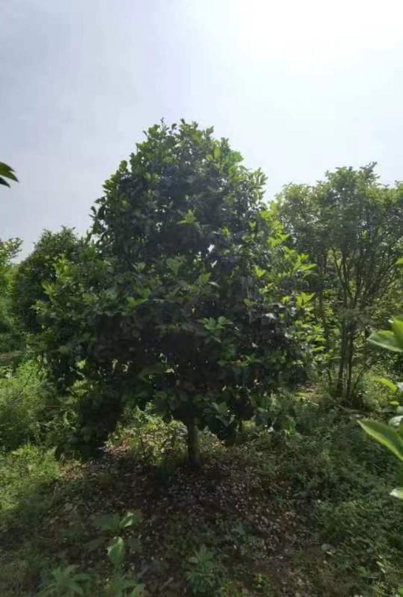 【红花含笑】浙江萧山绿化苗木基地货源/规格多样/量大从优
