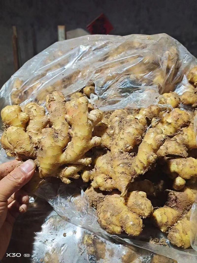 小黄姜产地小黄姜大量现货优质窖藏小黄姜产地品质好