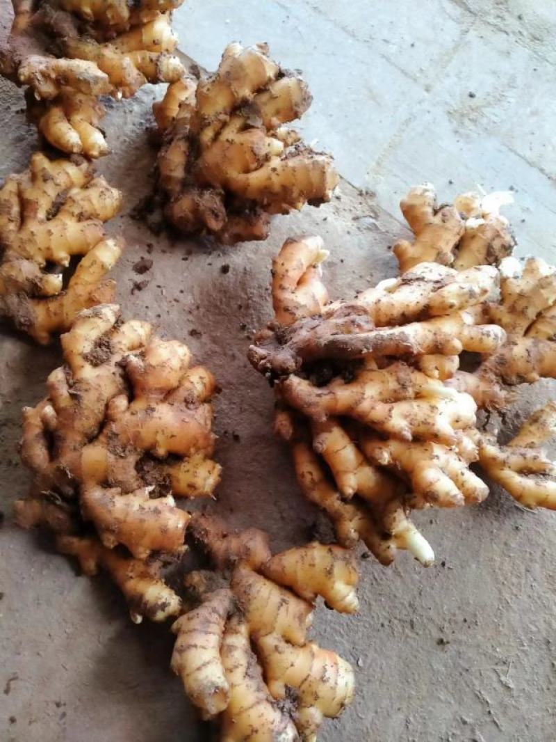 小黄姜产地小黄姜大量现货优质窖藏小黄姜产地品质好