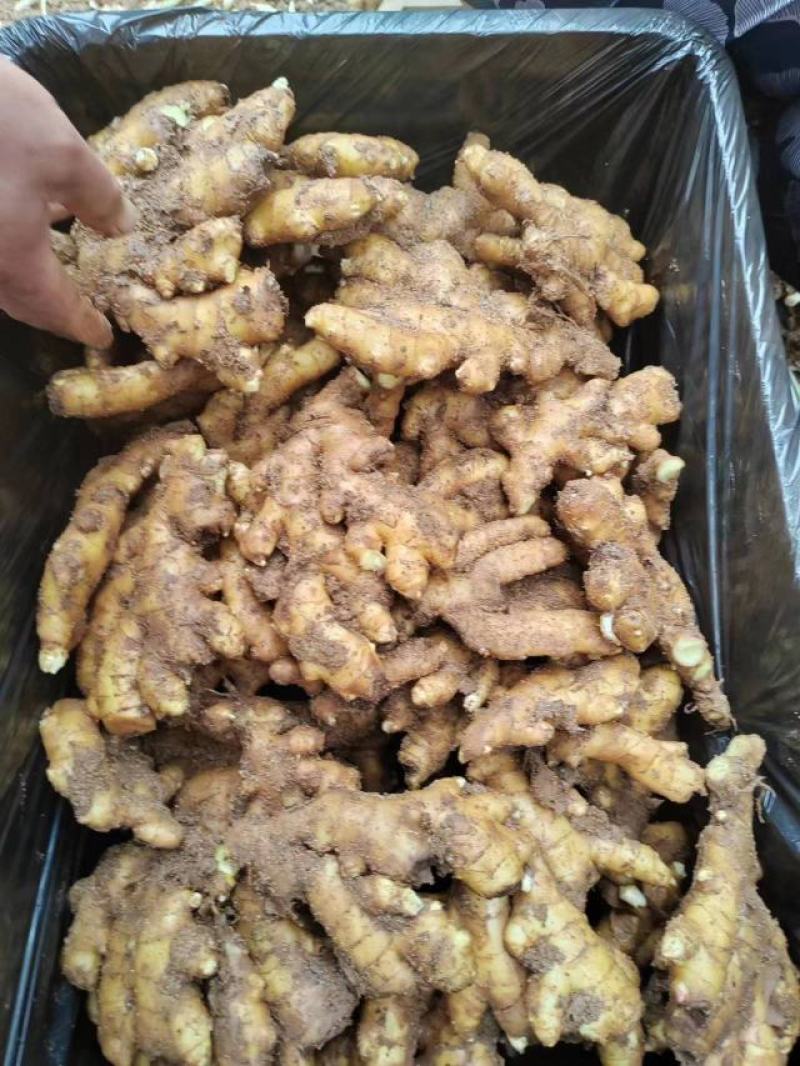 小黄姜产地小黄姜大量现货优质窖藏小黄姜产地品质好