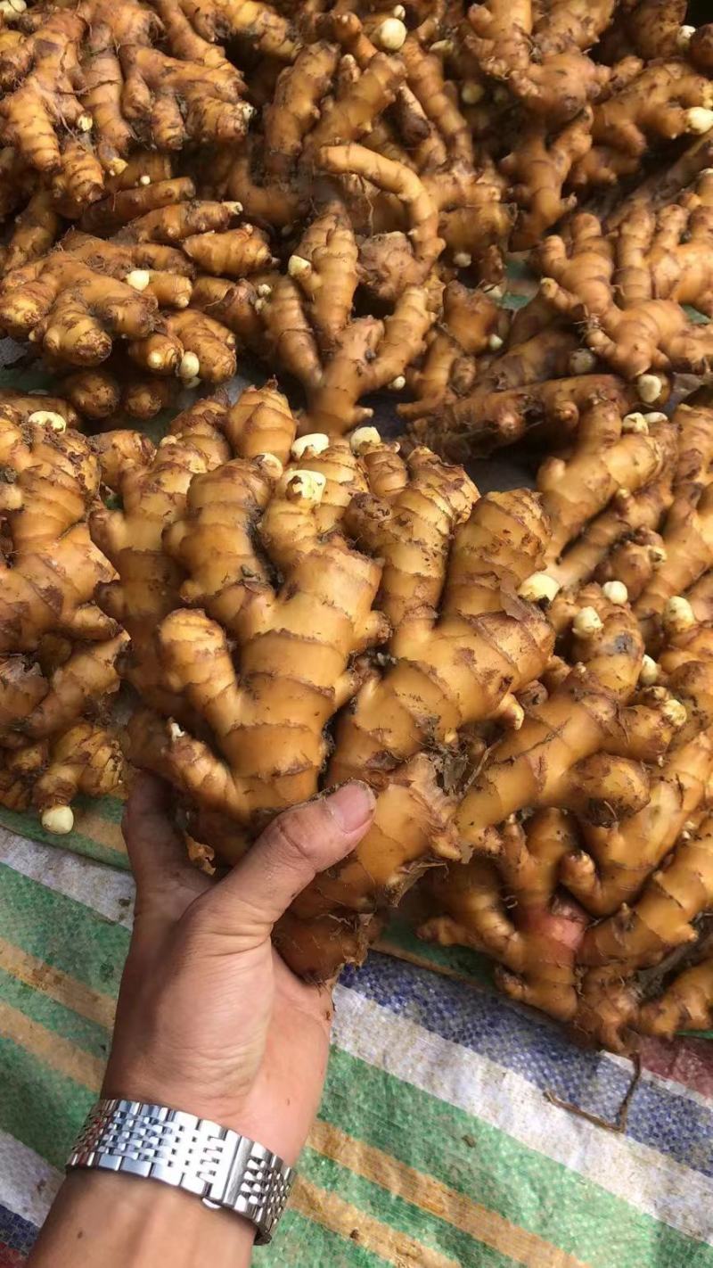 小黄姜产地小黄姜大量现货优质窖藏小黄姜产地品质好