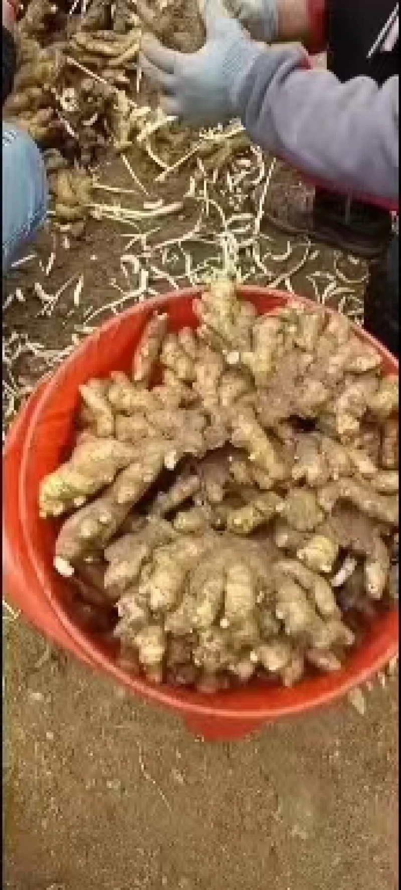 小黄姜产地小黄姜大量现货优质窖藏小黄姜产地品质好