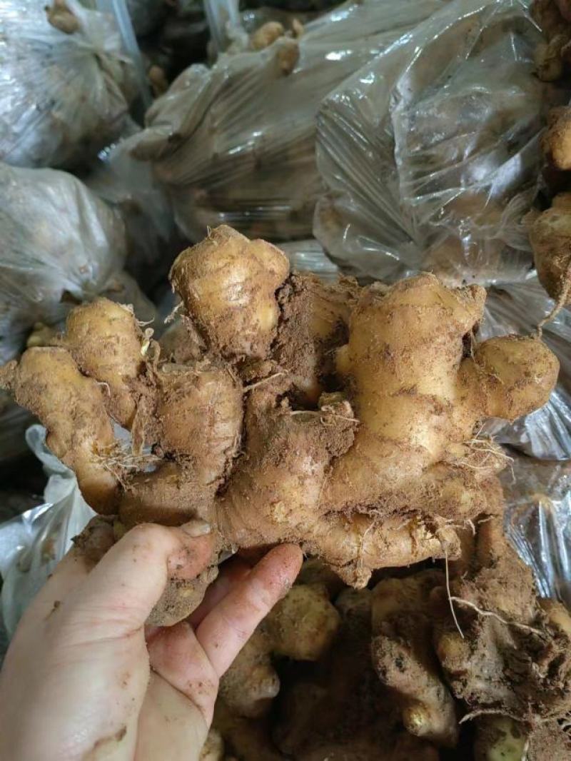 山东大姜批发优质大姜大量现货品质好一手货源全国发货