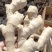 山东大姜批发优质大姜大量现货品质好一手货源全国发货