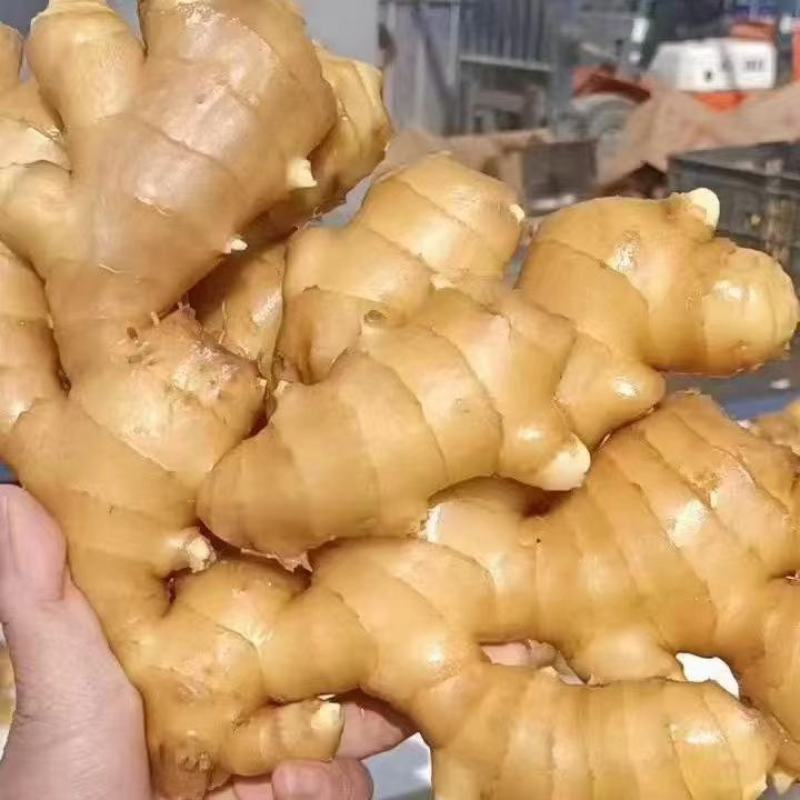 山东大姜批发优质大姜大量现货品质好一手货源全国发货