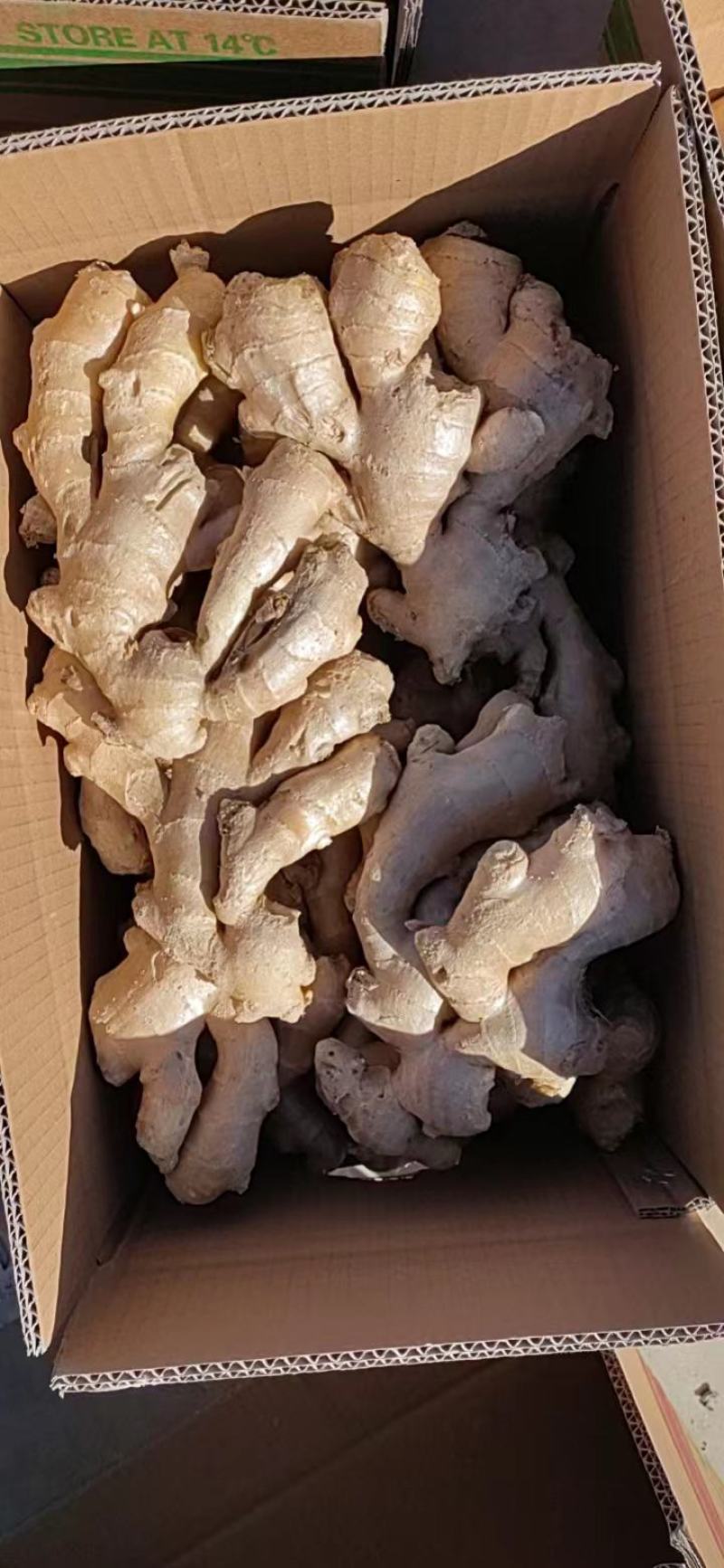 山东大姜批发优质大姜大量现货品质好一手货源全国发货