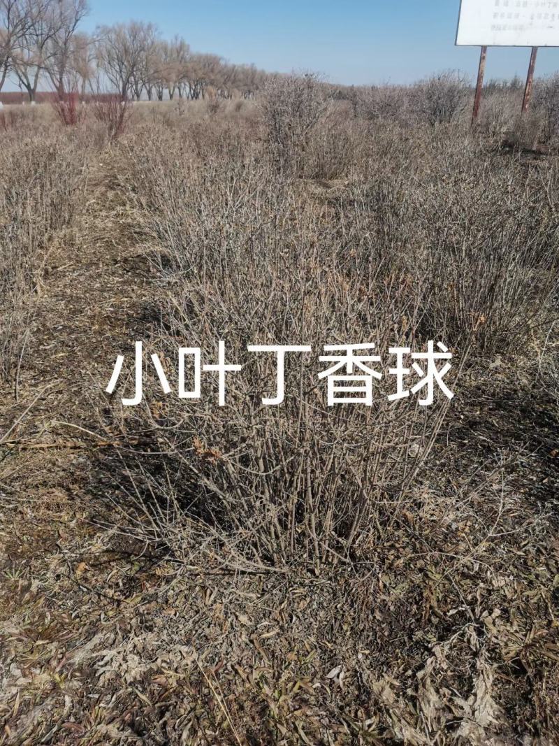 小叶丁香球高度1米至1.2米，冠幅1米至1.2米