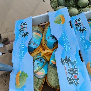 海南沙地哈蜜瓜