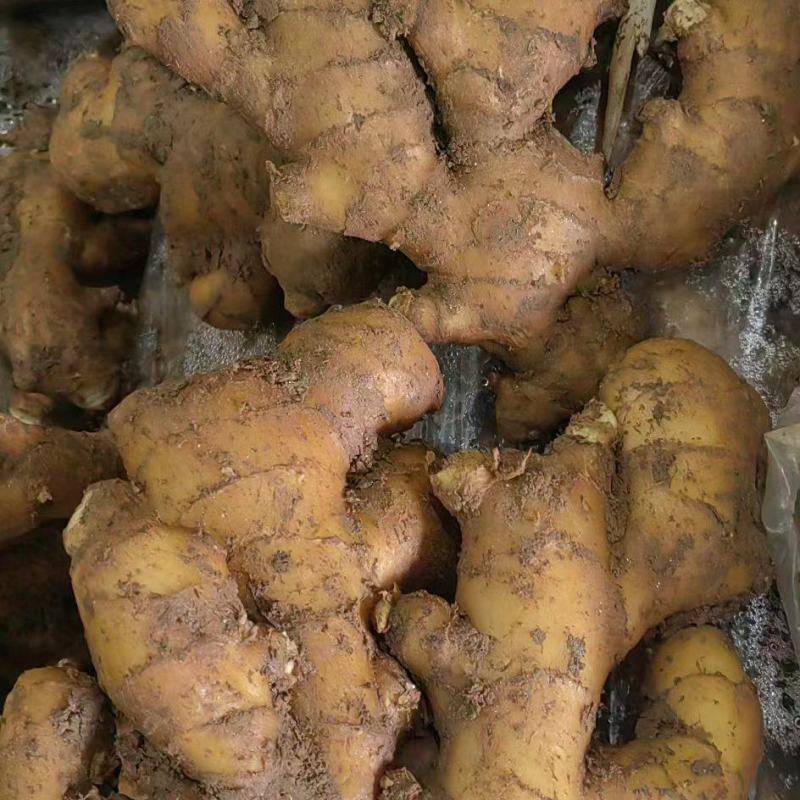 大姜产地批发优质大姜大量现货品质好全国发货