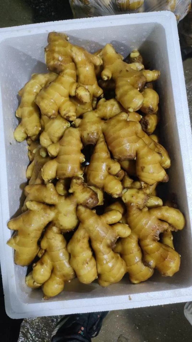 大姜产地批发优质大姜大量现货品质好全国发货