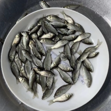 鲫鱼中科三号，中科五号白鲫麻鲫，免费技术指导