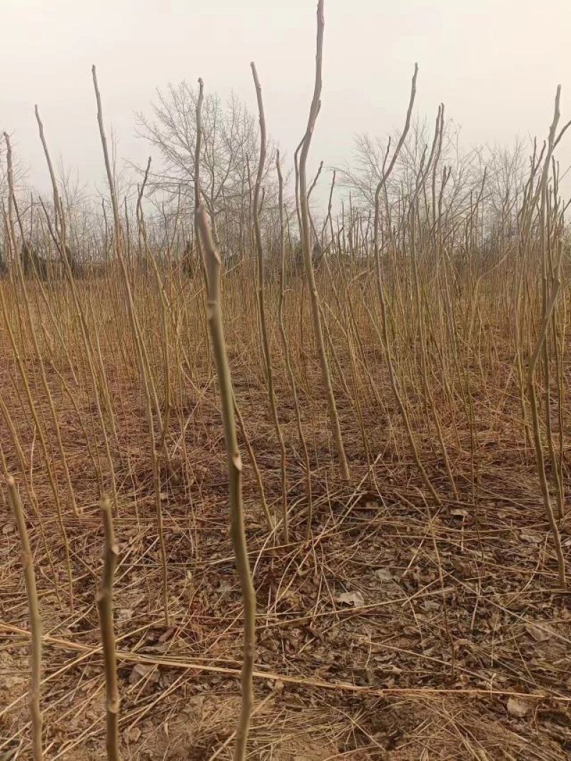黄油香椿苗大棚用香椿苗籽播一年生香椿苗量大价优