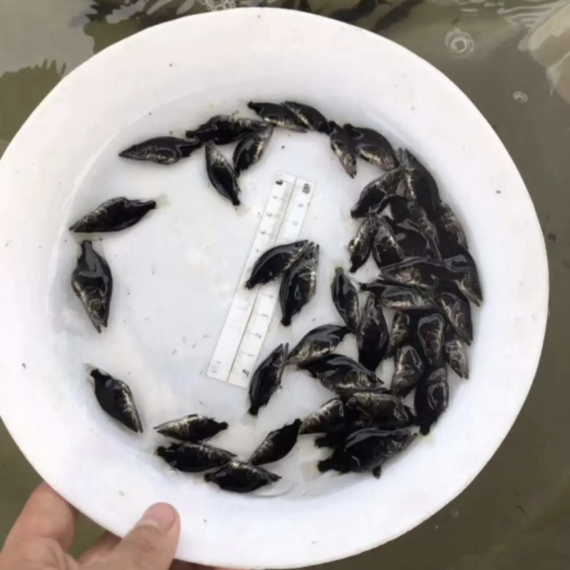 鳜鱼苗（桂花鱼）淡水鱼类分部区域广个大体