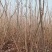 黄油香椿苗大棚用香椿苗籽播一年生香椿苗量大价优