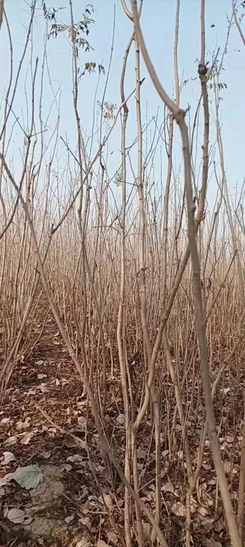 黄油香椿苗大棚用香椿苗籽播一年生香椿苗量大价优