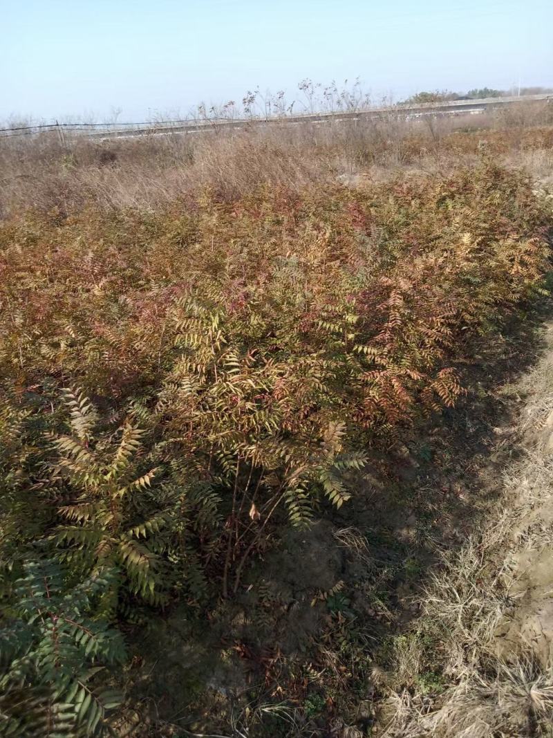 黄油香椿苗大棚用香椿苗籽播一年生香椿苗量大价优
