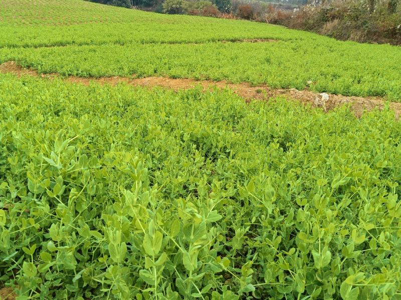 自家基地豌豆尖豌豆苗高山豌豆苗早中晚批都有货