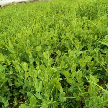 自家基地豌豆尖豌豆苗高山豌豆苗早中晚批都有货