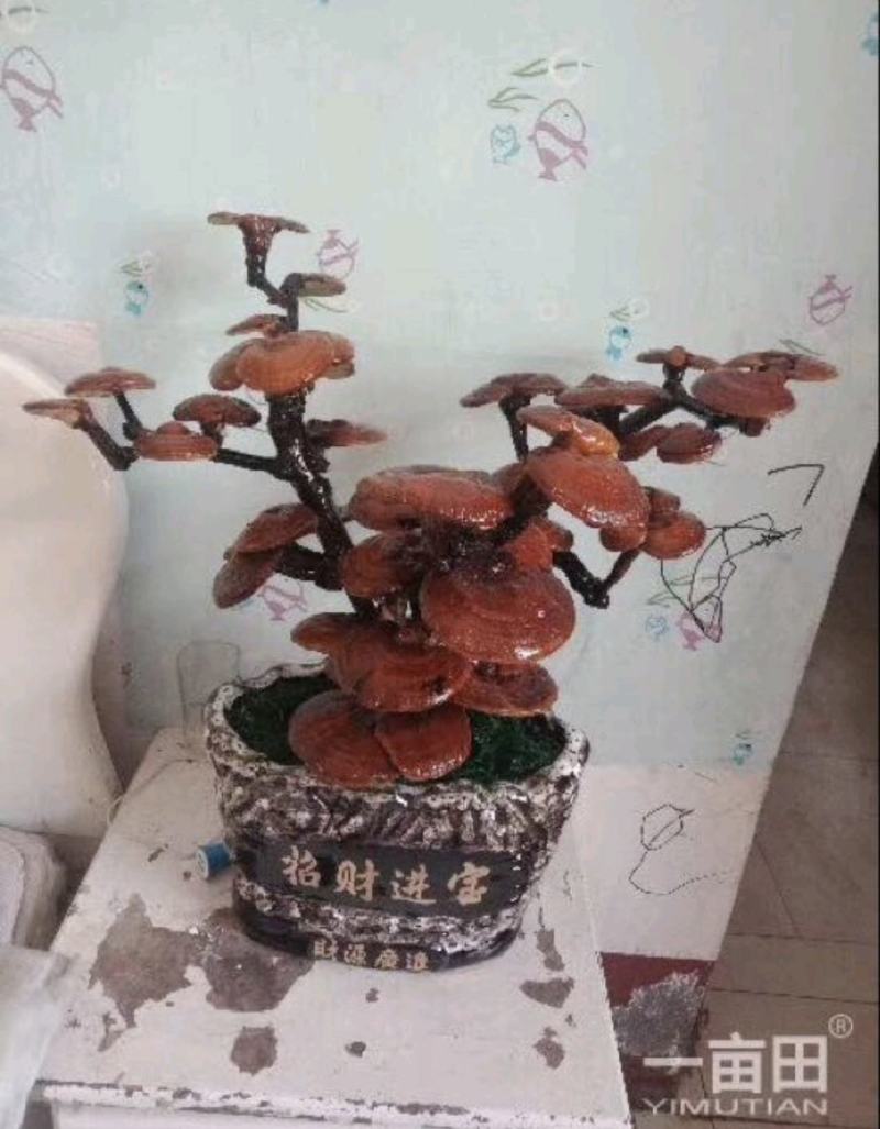 【基地供货】灵芝盆景，随行就市可视频看货，电联洽谈合作