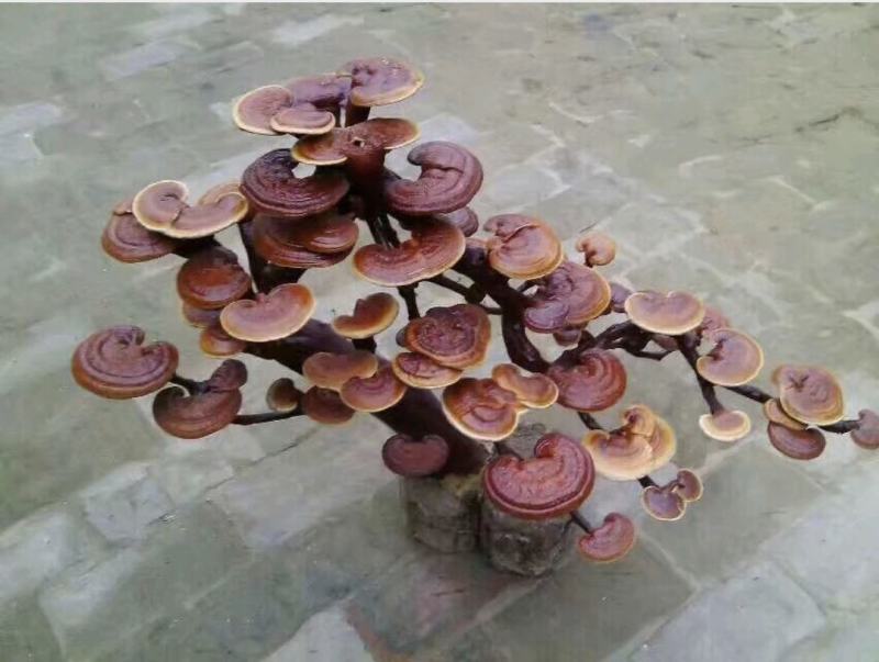 灵芝盆景，各种造型，基地供货，可视频看货电联洽谈