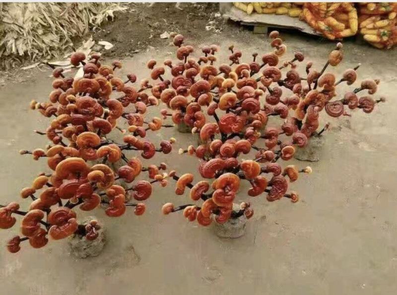 灵芝盆景，各种造型，基地供货，可视频看货电联洽谈