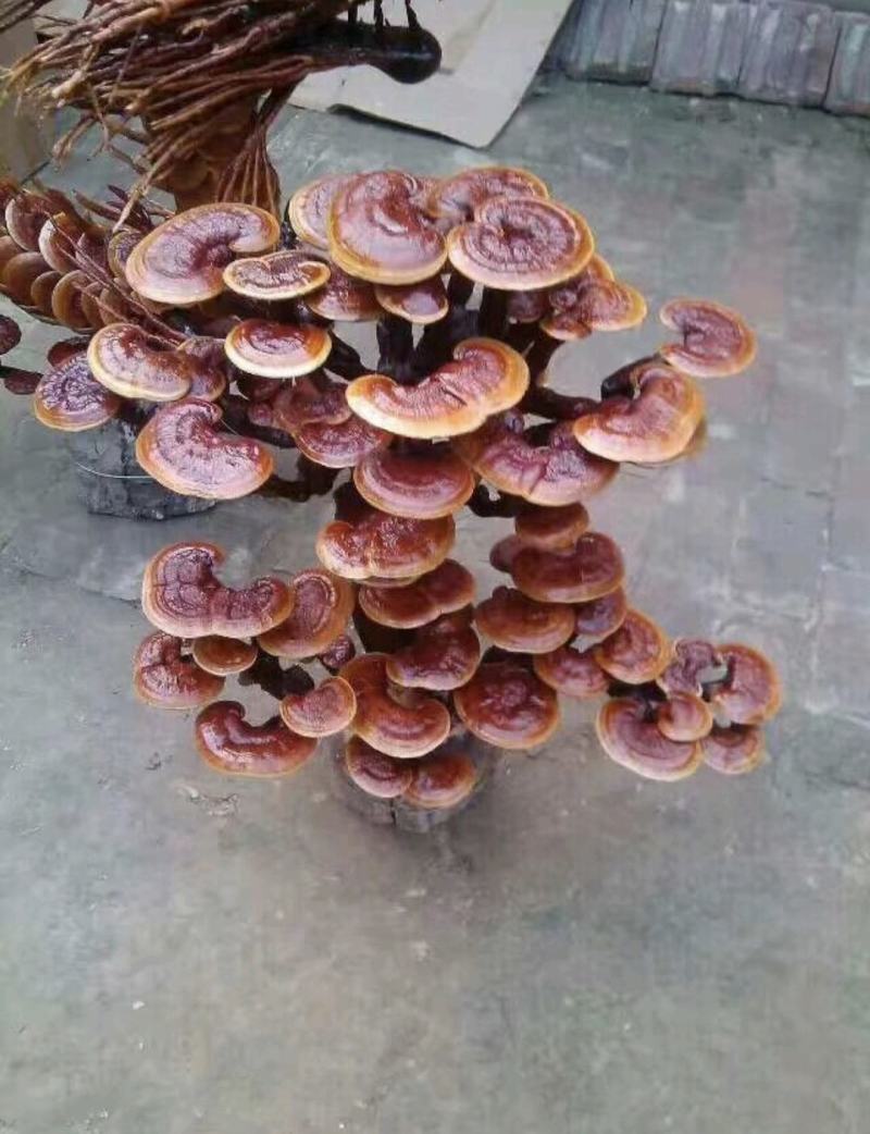 灵芝盆景，各种造型，基地供货，可视频看货电联洽谈