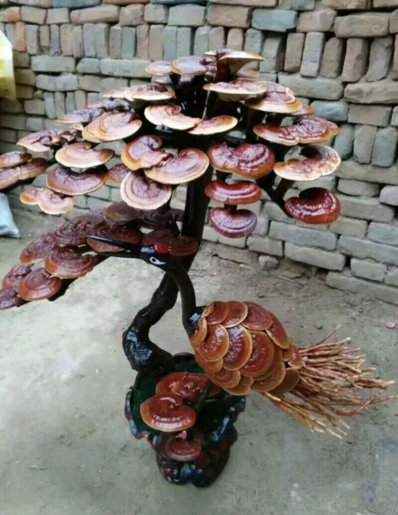 灵芝盆景，各种造型，基地供货，可视频看货电联洽谈