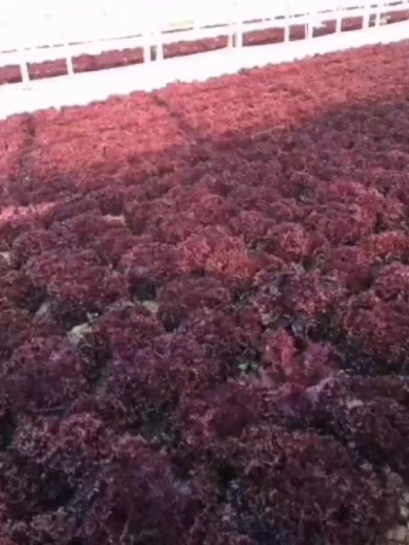 紫嫣-散叶生菜，叶片边缘深紫红色，喜凉，耐低温弱光