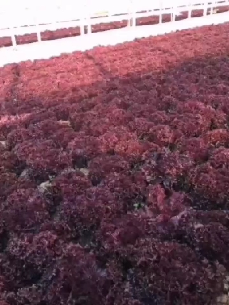 紫嫣-散叶生菜，叶片边缘深紫红色，喜凉，耐低温弱光