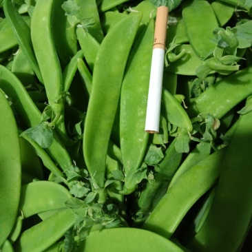 荷兰豆