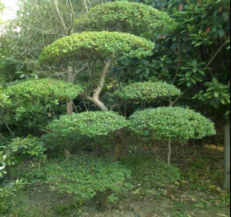 小叶女贞桩景