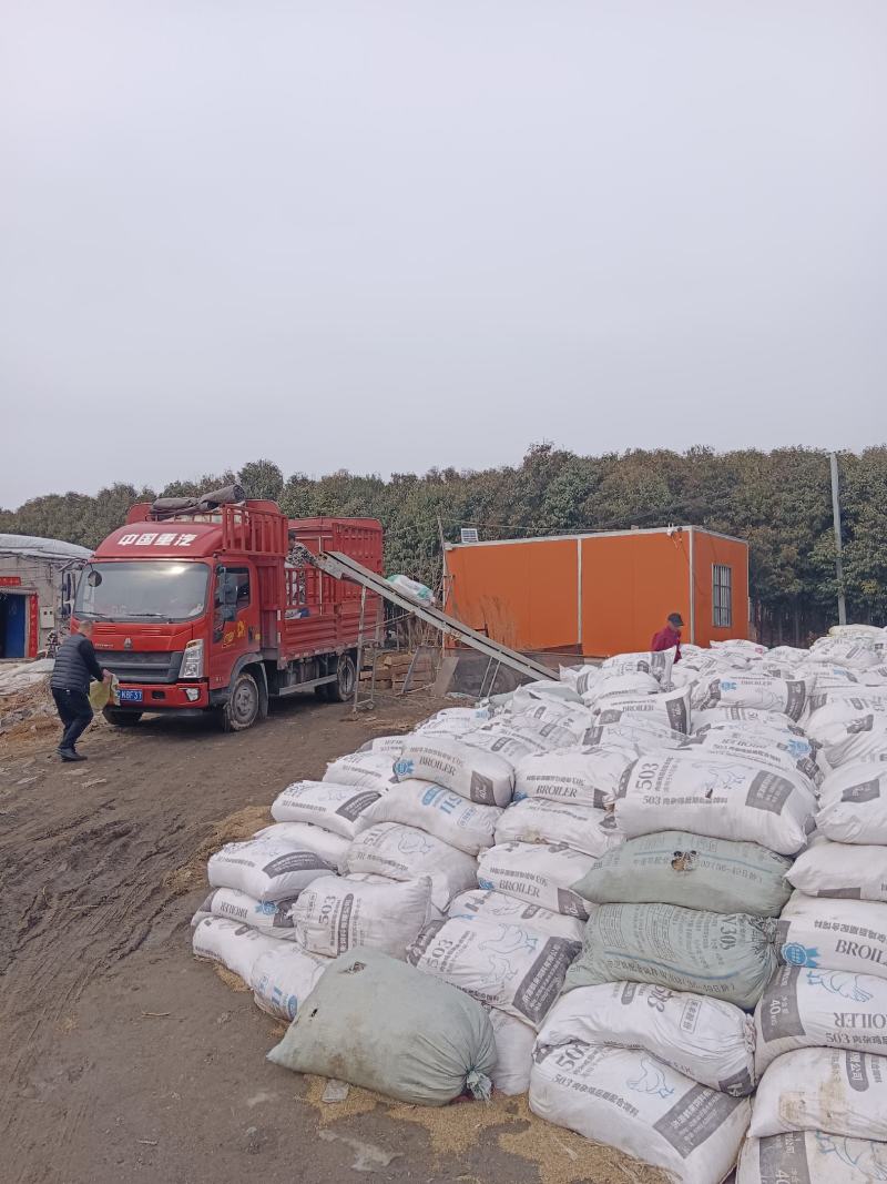 长期稳定供应全国各地洛阳市郝湾村养鸡场稻谷壳鸡粪价位低