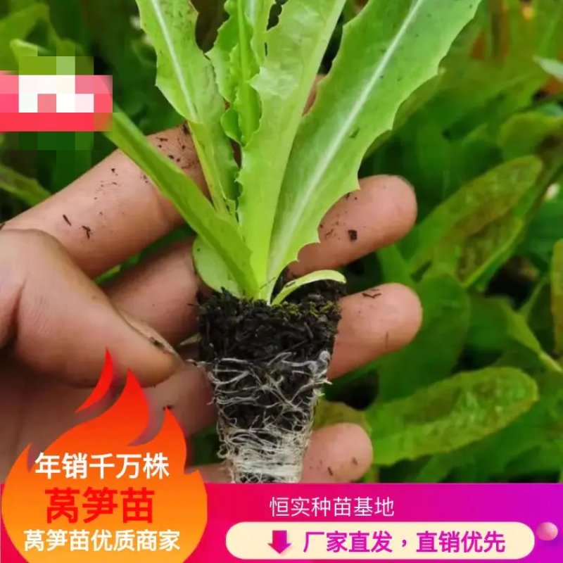 莴笋苗，专业育苗15年，诚信交易，量大从优！