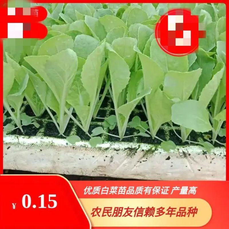 白菜苗，根系发达，种苗健康，常年供应，量大从优