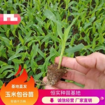 包谷，根系发达，专业育苗技术，量大从优，欢迎来电！