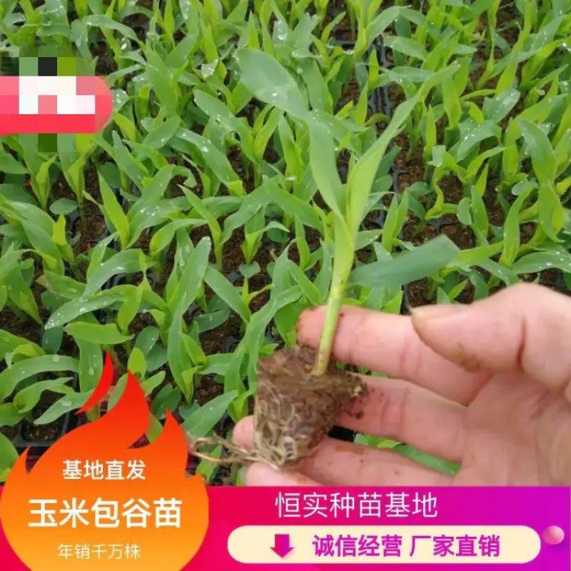 包谷，根系发达，专业育苗技术，量大从优，欢迎来电！