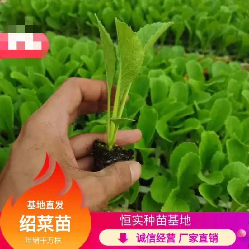 绍菜苗，根系发达，量大从优，厂家直发，专业育苗技术！