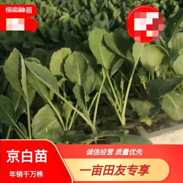 牛心甘蓝苗，根系发达，厂家直发，量大从优，欢迎来电选购