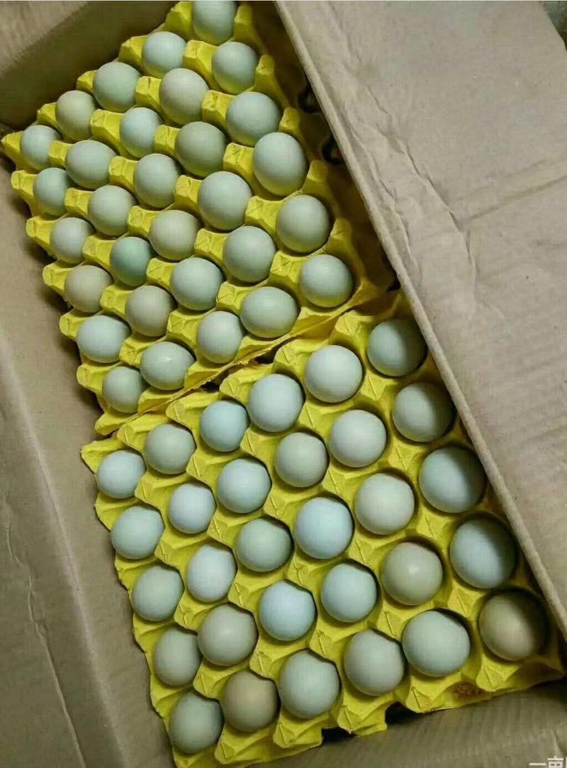 土鸡蛋，双色彩蛋10个头一斤