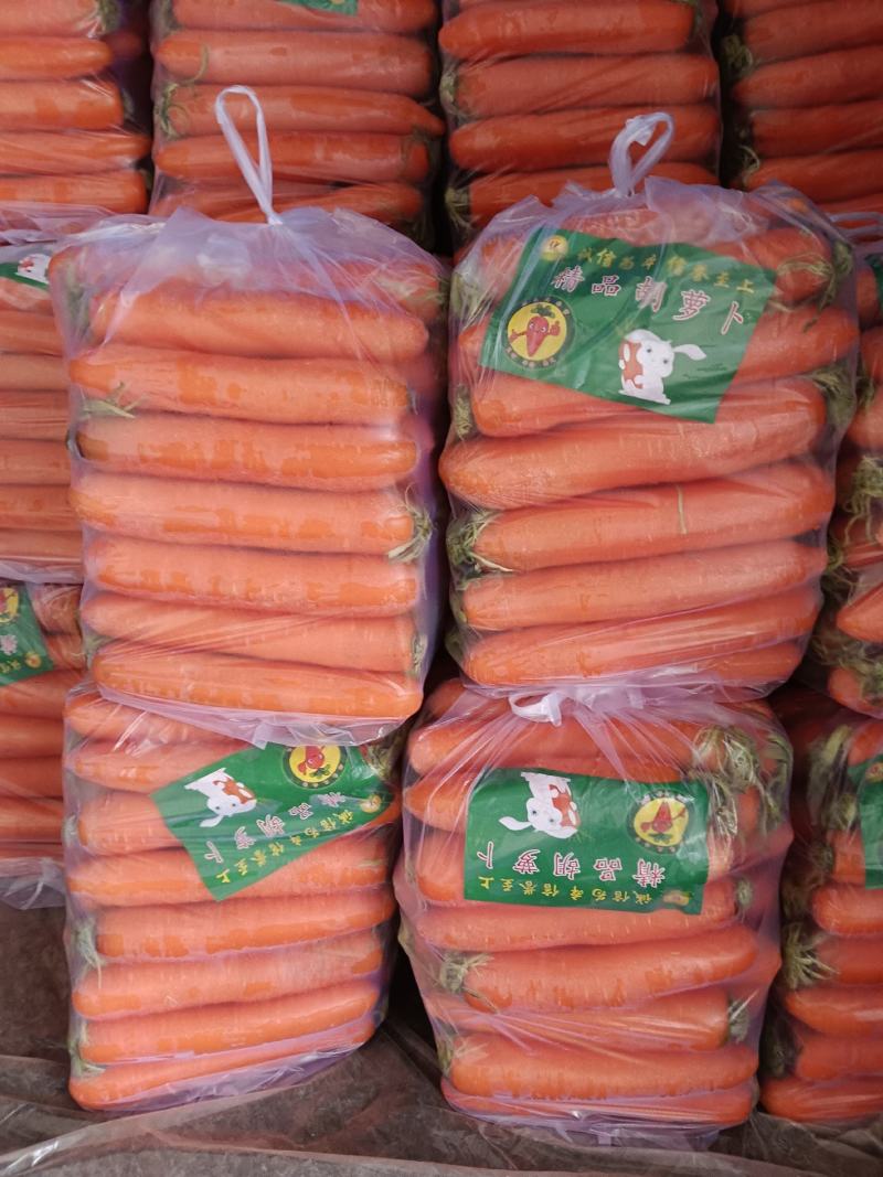 鲜苗精品中条胡萝卜现货供应两条分拣线各种规格