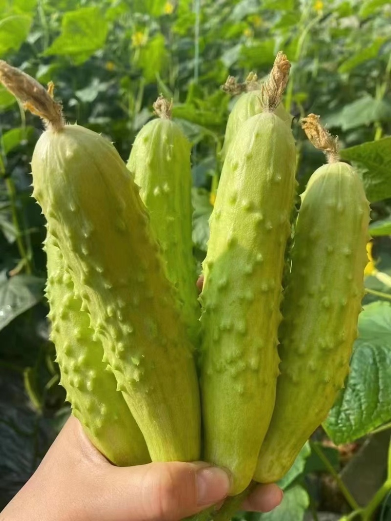 海阳白玉黄瓜水果黄瓜量大质优，供应社区团购，一件代发。