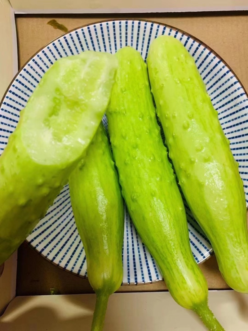 海阳白玉黄瓜水果黄瓜量大质优，供应社区团购，一件代发。