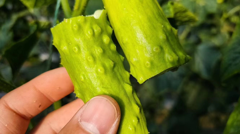 海阳白玉黄瓜水果黄瓜量大质优，供应社区团购，一件代发。
