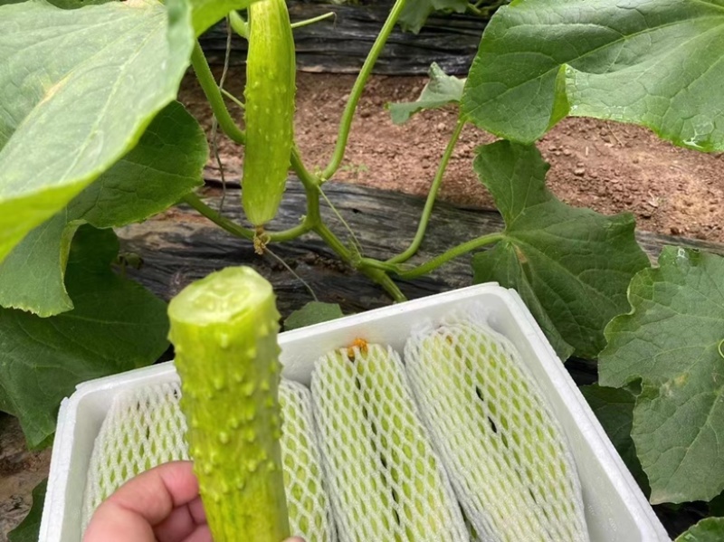 海阳白玉黄瓜水果黄瓜量大质优，供应社区团购，一件代发。