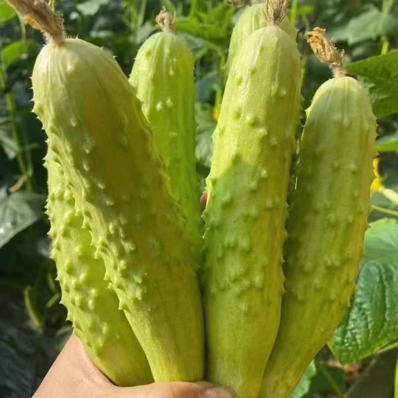 海阳白玉黄瓜水果黄瓜量大质优，供应社区团购，一件代发。