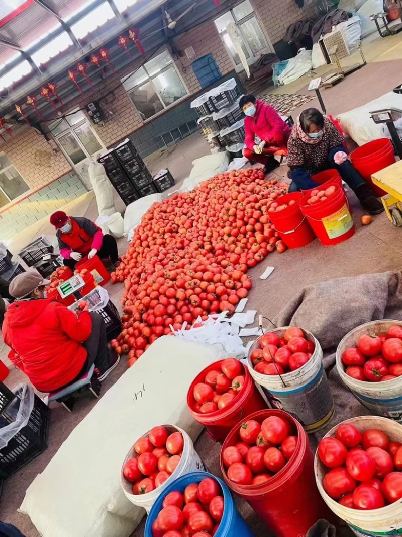 山东普罗旺斯西红柿货源充足产地发货大量现货代发全国