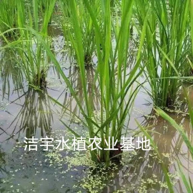 水生蔬菜苗种苗双季茭白苗特早熟高瓜苗高笋苗四季茭白苗大苗