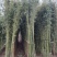 两公分移植竹苗，青杆，叶片漂亮，量大优惠